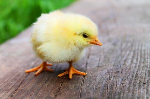 easter chick sitting on table